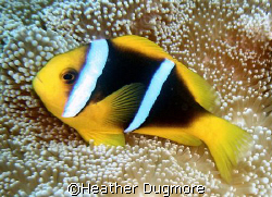 Lovely Anenome fish, Kadavu Fiji. by Heather Dugmore 